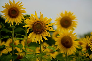 sunflower on garden HD wallpaper