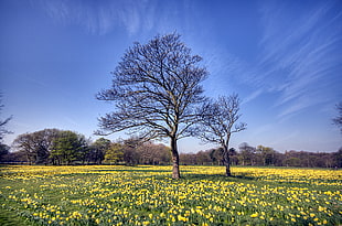 leafless tree on yellow petaled flower field during daytime