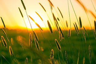 green grass during sunset