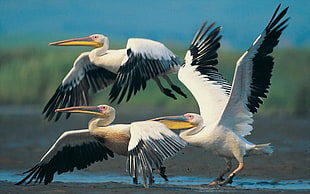 Pelicans,  Flying,  Wings,  Flap