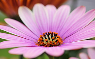 close up photo of pink flower