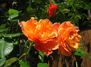 two orange petaled flowers
