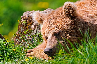 brown Bear lying on green grass