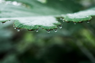 green leaf with water droplets in macro shot
