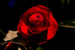 red rose, camellia japonica