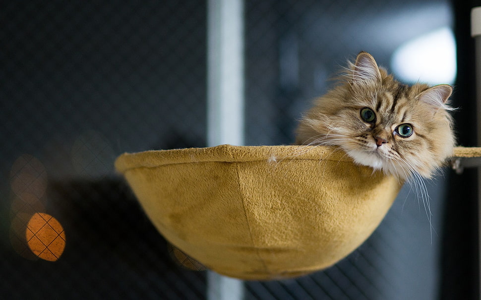 brown tabby cat resting on basket, kittens, cat, animals, hammocks HD wallpaper