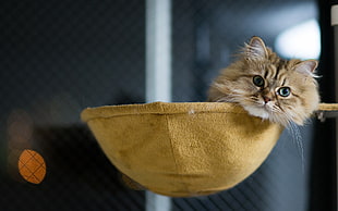 brown tabby cat resting on basket, kittens, cat, animals, hammocks