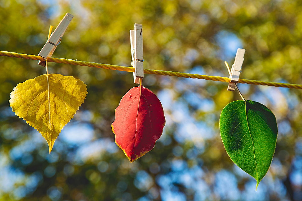 three assorted-shape-and-color leaves, nature HD wallpaper