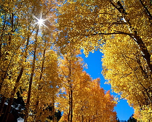 yellow leaf trees on daytime HD wallpaper
