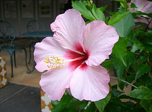 close-up photo pink Hibiscus flower