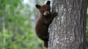Bear,  Cub,  Tree,  Trunk