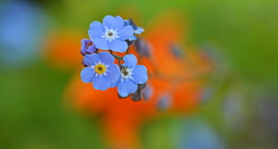close-up photography of blue 5-petaled flowers