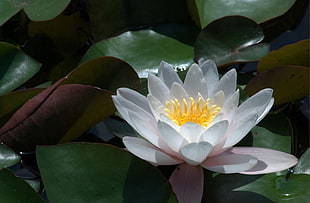 white lotus closeup photo HD wallpaper