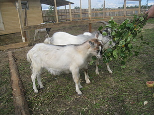 two white goats near brown wooden fence