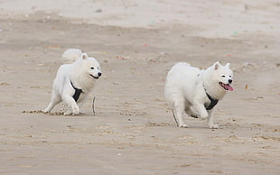 two American Eskimo dog running on seashore HD wallpaper