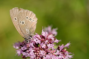 brown butterfly on pink petal flower, aphantopus hyperantus