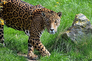 brown leopard near stone