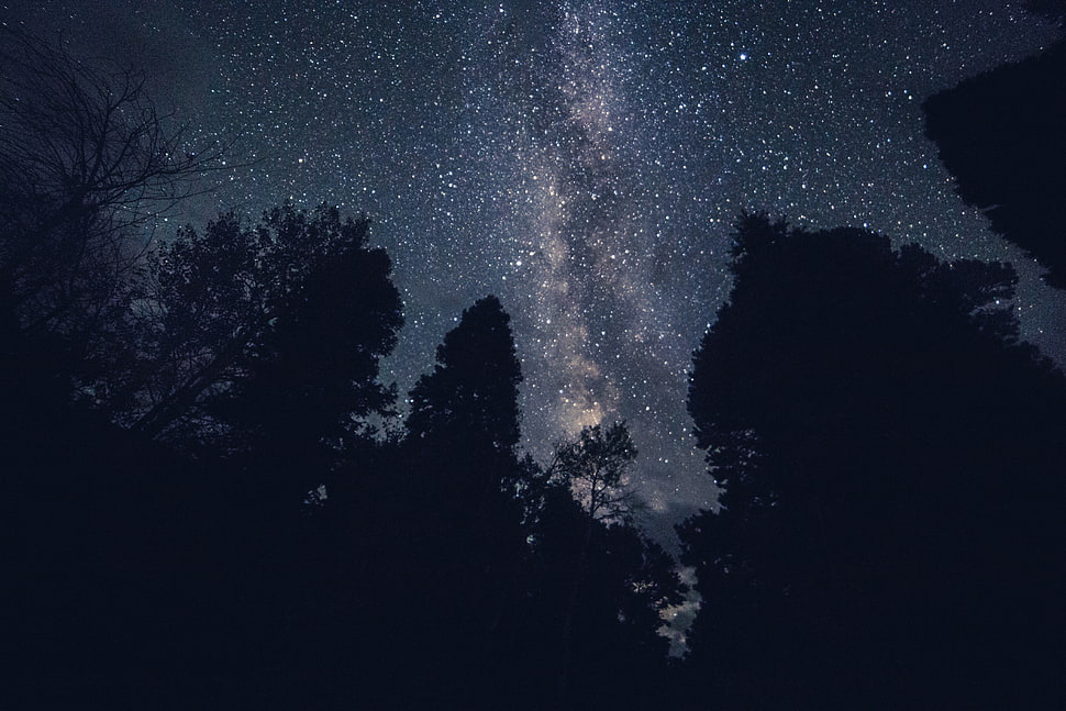pine trees, Starry sky, Night, Stars HD wallpaper