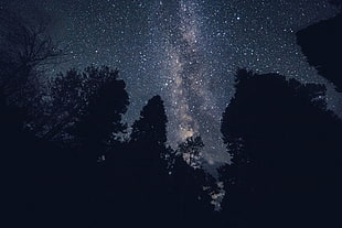 pine trees, Starry sky, Night, Stars