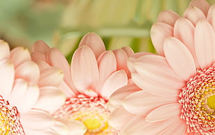 photography of three pink flowers HD wallpaper