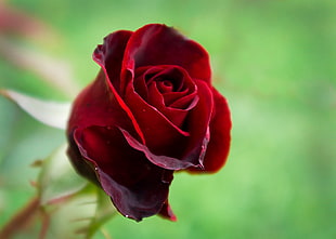 shallow focus of red rose