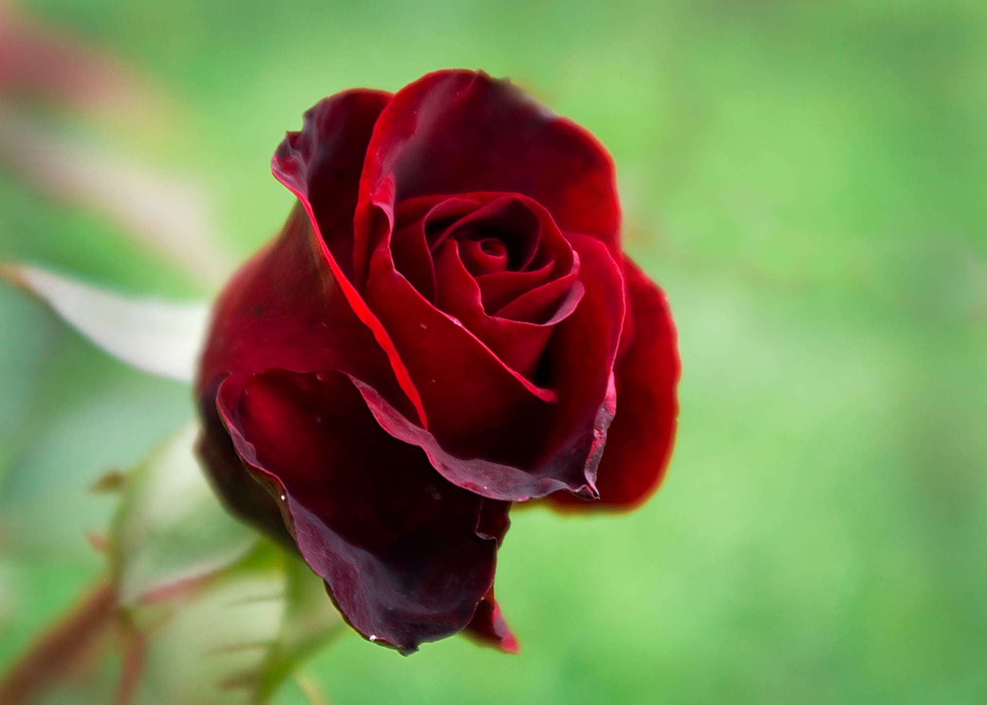 1920x1080 Resolution Shallow Focus Of Red Rose Hd Wallpaper