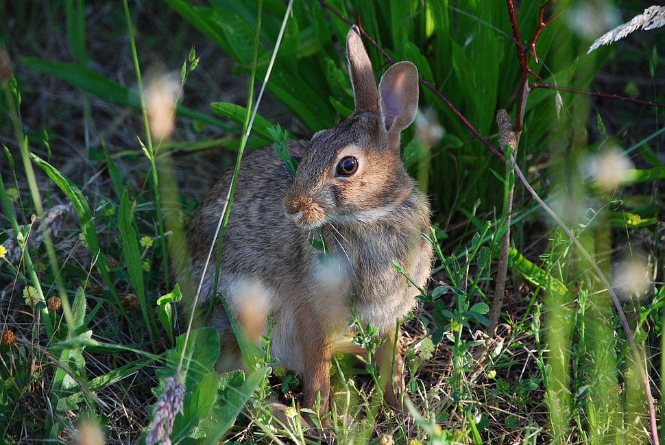 macro shot of gray rabbit HD wallpaper