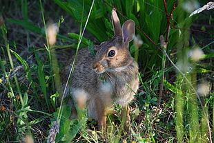 macro shot of gray rabbit