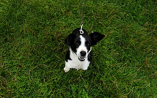 short-coated white and black puppy on green grass