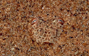 brown camouflage reptile on sand HD wallpaper