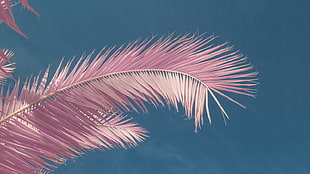 pink tree, clear sky, pink, palm trees