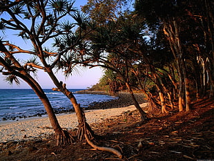 photo of trees near sea HD wallpaper