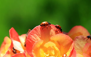 selective focus photography of ladybugs on orange petaled flower during daytime