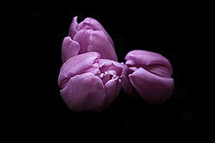 three purple tulips HD wallpaper