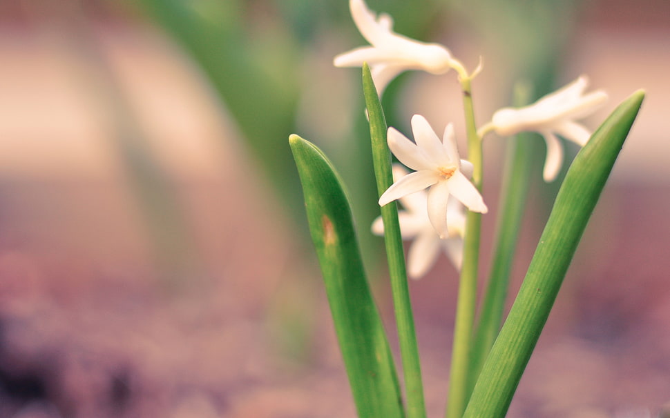 selective focus photography of fully bloomed white petaled flowers HD wallpaper