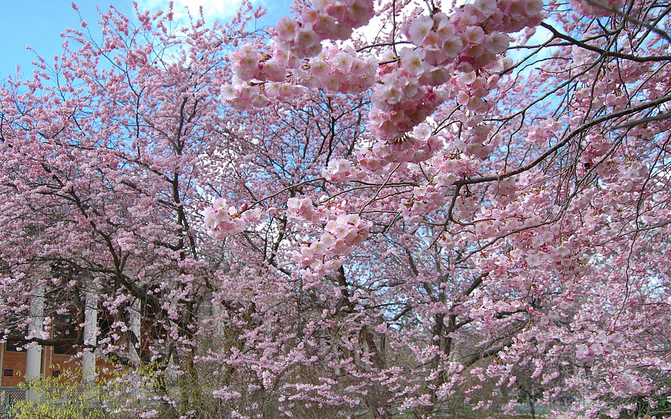 pink Tree Blossoms during daytime HD wallpaper