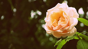 peach Rise flower in closeup photo