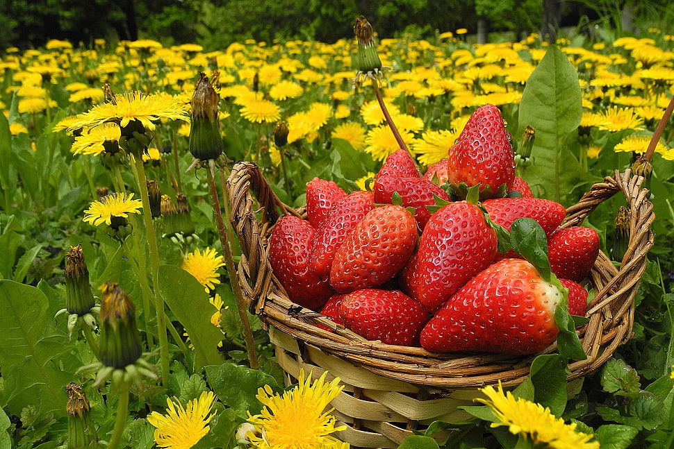 red Strawberry on brown woven basket surrounding by yellow petal flowers HD wallpaper