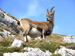 photo of mountain deer during daytime