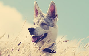 short-coated white and gray adult dog on wheat field during daytime