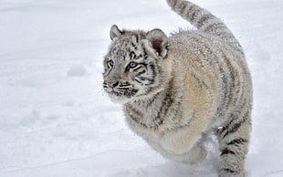 brown snow tiger, tiger, white tigers