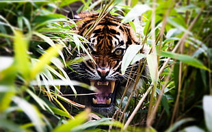 tiger, nature, animals, tiger, depth of field HD wallpaper