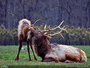 two brown deers National Geographic screenshot, animals, National Geographic, elk, baby animals HD wallpaper