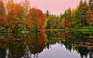 trees behind calm body of water