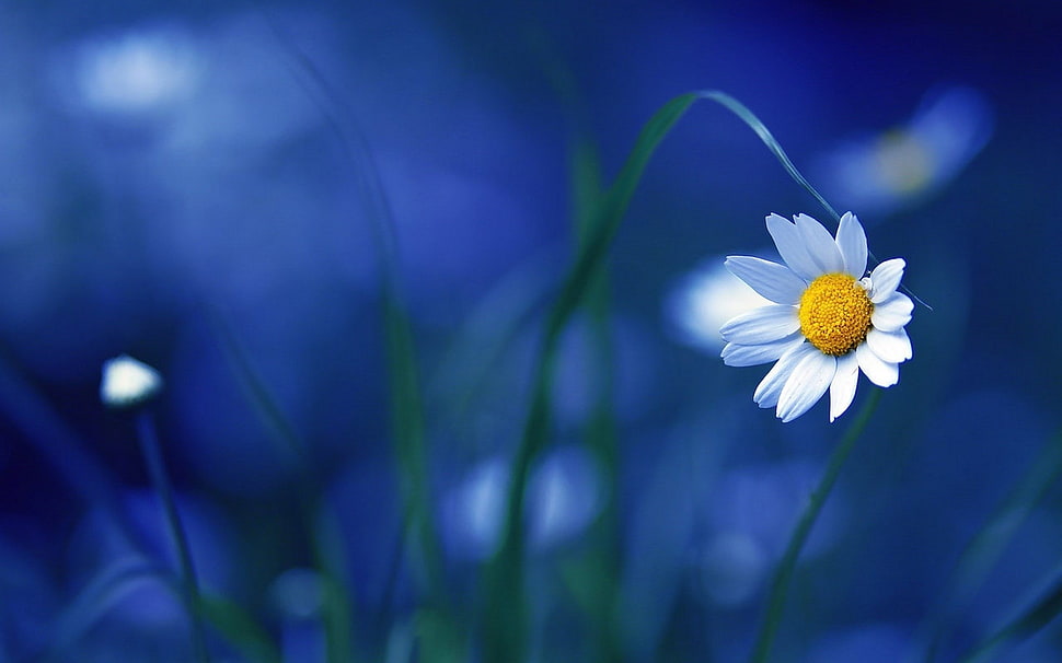 selective focus photography of white daisy flower HD wallpaper