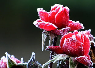 frosted red rose selective photography HD wallpaper