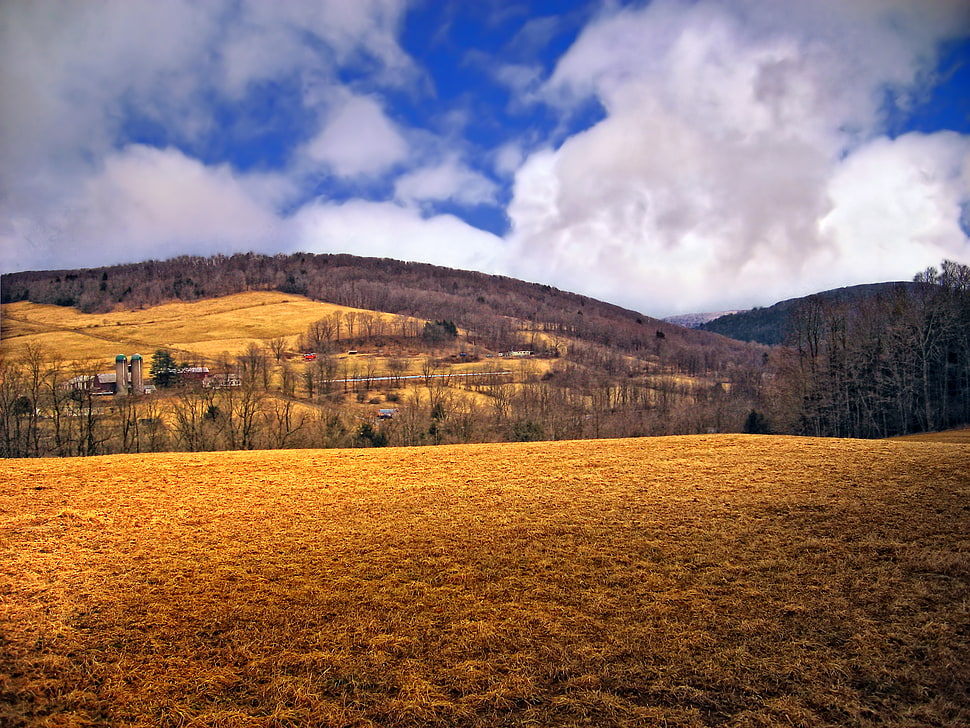 brown grass field under white and blue sky HD wallpaper