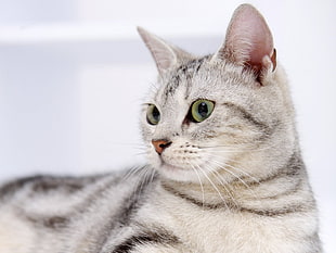 selective focus photo of yellow-eyed silver tabby cat