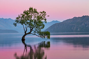 green tree with body of water and white skies photography during day time