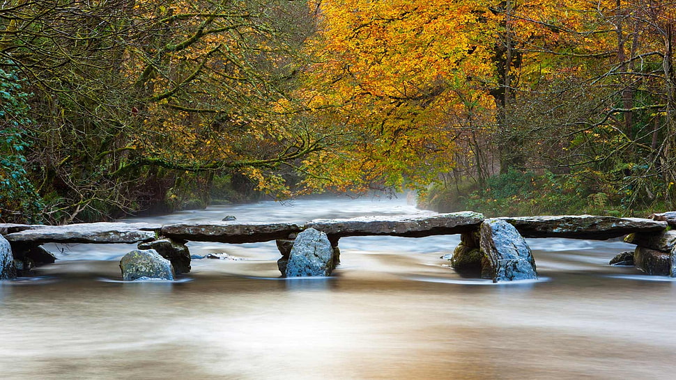time lapse photography of river under footbridge between tall trees HD wallpaper